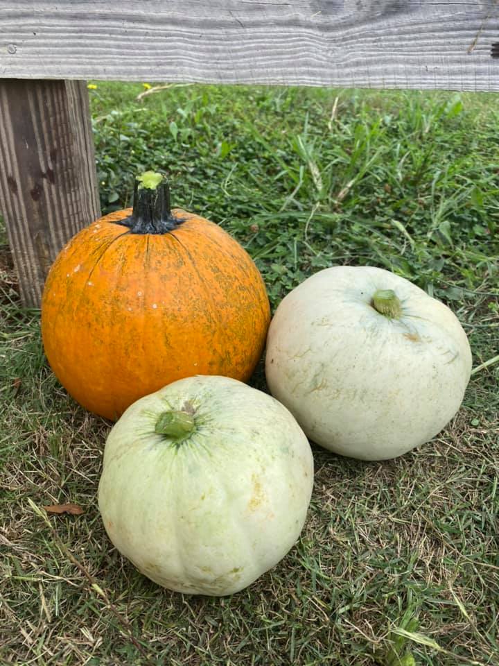 Greyrock pumpkins