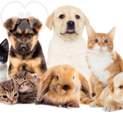 Pets & Animals (Veterinarians, Pet Stores, Pet Grooming, Animal Shelters, Pet Training)